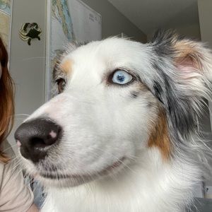 Meet your Posher, Alan